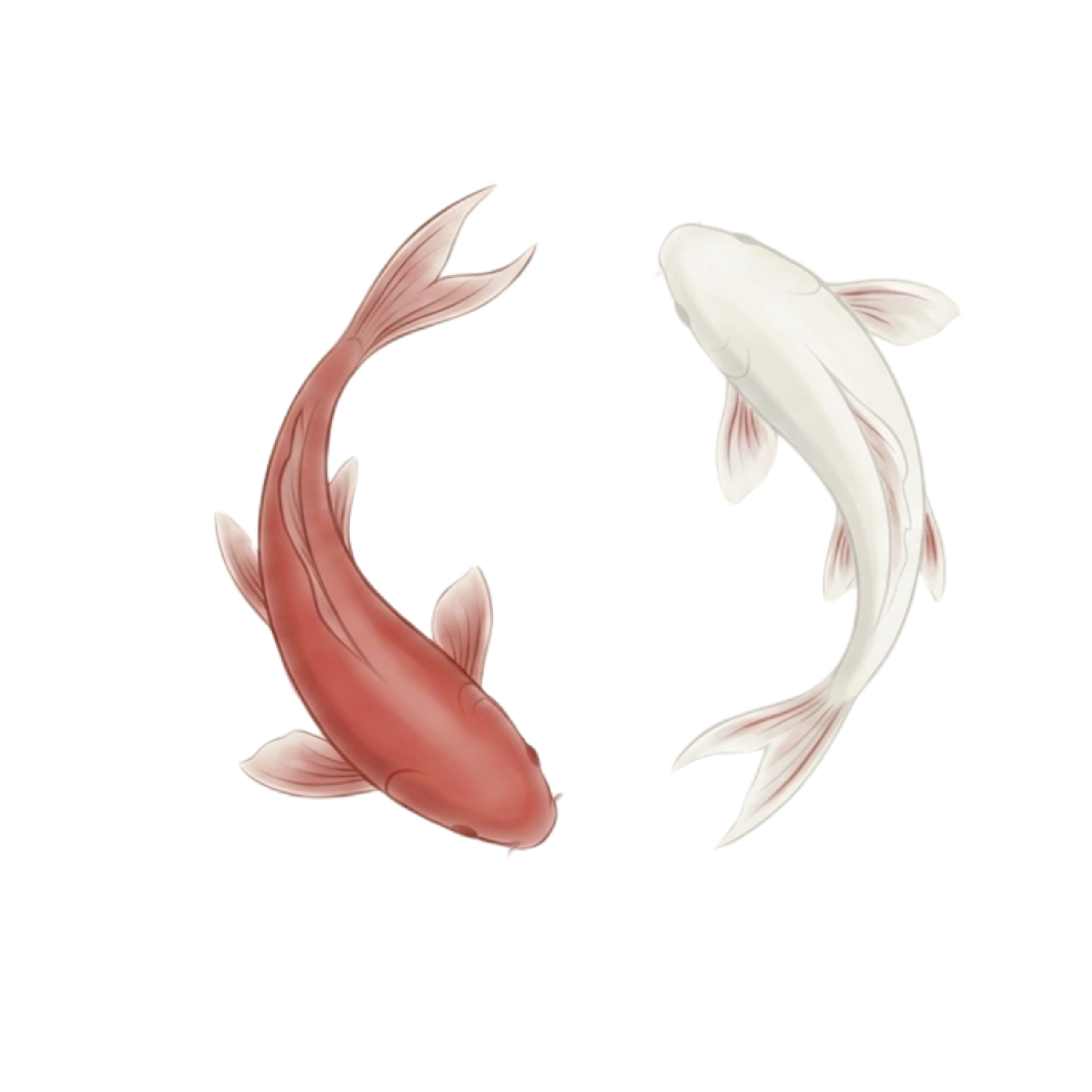 Yin Yang Koi Fish Illustration